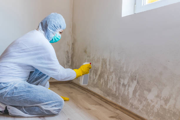 Licensed Mold Inspection And Testing service in Centreville, IL - Mold Remediation HQ