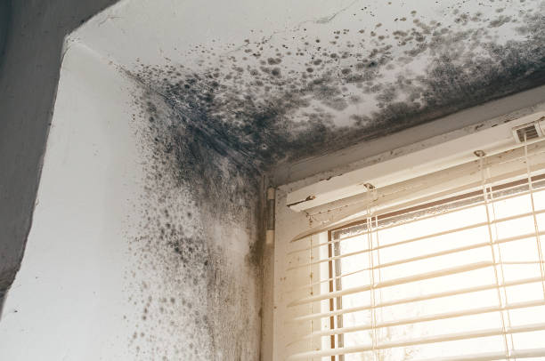 Affordable Mold Inspection And Testing solutions in Centreville, IL